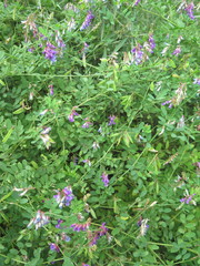Vicia amurensis