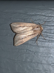 Leucania phragmitidicola