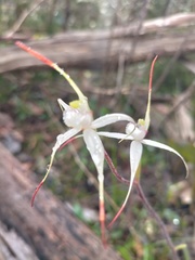 Caladenia rigida