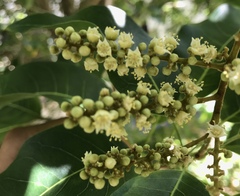 Sapindus oahuensis