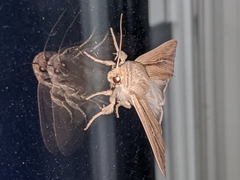 Leucania phragmitidicola