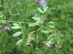 Vicia amurensis