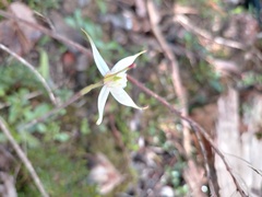 Caladenia rigida