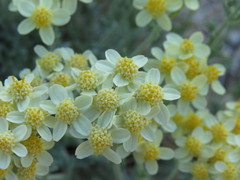 Eriophyllum ambiguum