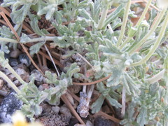 Eriophyllum ambiguum