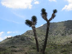 Yucca decipiens