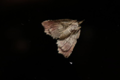 Tamba conscripta
