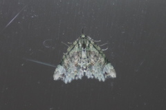Tamba conscripta