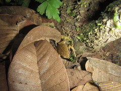 Hamptophryne boliviana