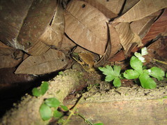 Hamptophryne boliviana