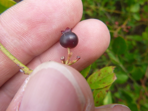 Image of Vaccinium virgatum by no rights reserved