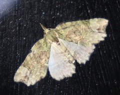 Tamba conscripta
