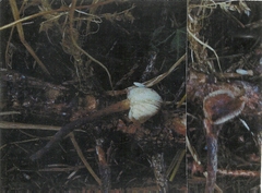 Flammulina filiformis