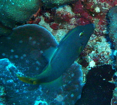 Cantherhines dumerilii