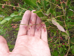 Vaccinium virgatum