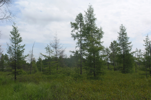 Dahurian larch (Larix gmelinii)
