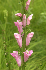 Pedicularis grandiflora