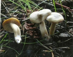 Clitocybe deceptiva