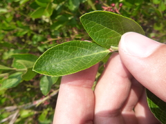 Vaccinium virgatum