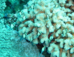Dascyllus reticulatus