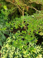 Terminalia molinetii