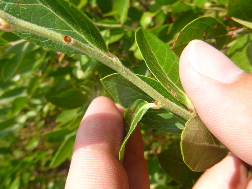 Image of Vaccinium virgatum by no rights reserved
