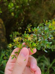 Terminalia molinetii