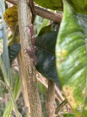 Aetalion reticulatum