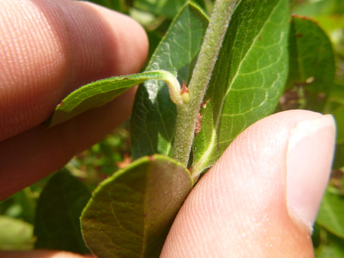 Image of Vaccinium virgatum by no rights reserved