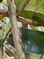 Aetalion reticulatum