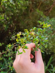 Terminalia molinetii