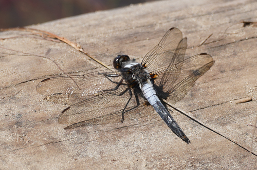 Chalk-fronted Corporal