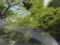 Terminalia molinetii