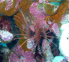 Pterois antennata
