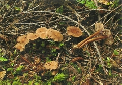 Gymnopus earleae