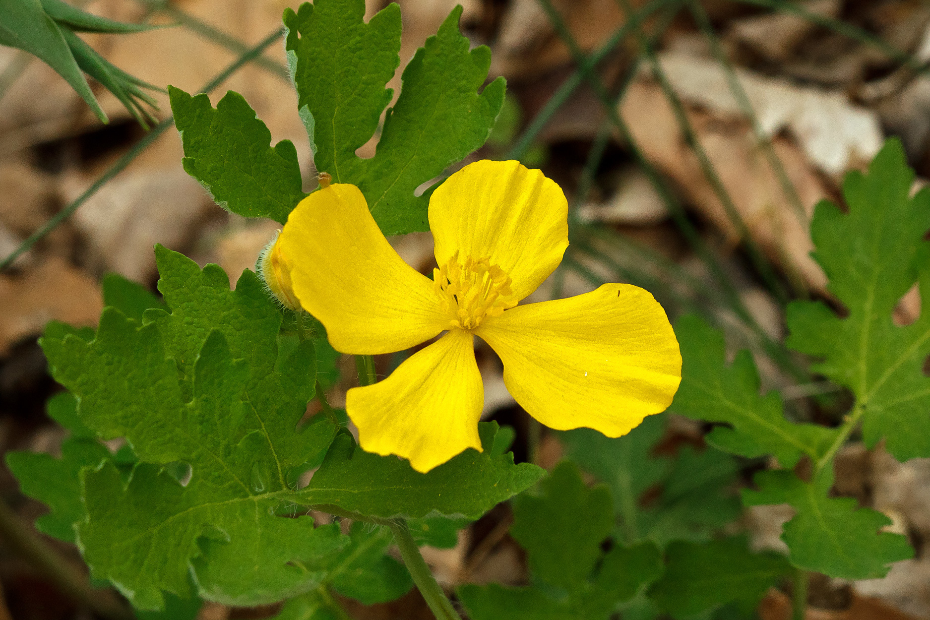 Stylophorum