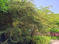 Terminalia molinetii
