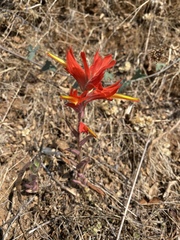 Castilleja subinclusa