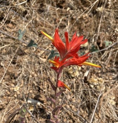 Castilleja subinclusa