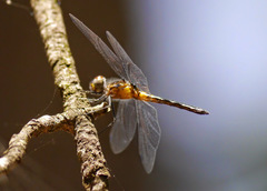 Celithemis verna