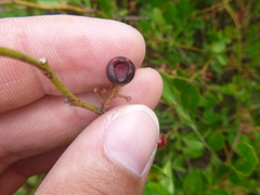 Vaccinium virgatum