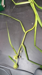 Sparganium emersum