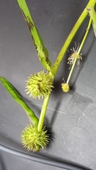 Sparganium emersum