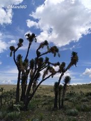 Yucca decipiens
