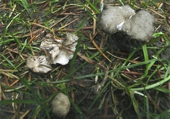 Strobilurus albipilatus