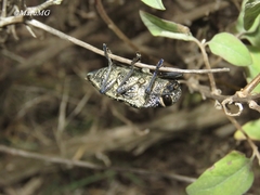 Lampetis dilaticollis