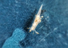 Ancula gibbosa