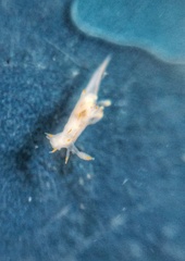Ancula gibbosa