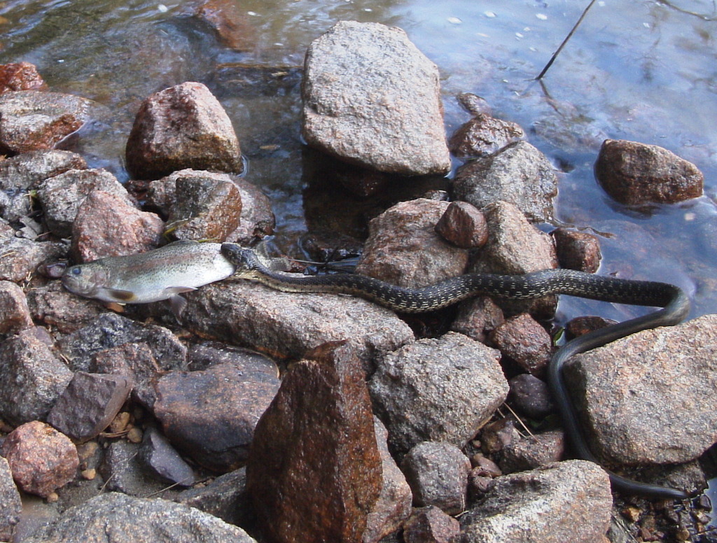 Western Aquatic Garter Snake
