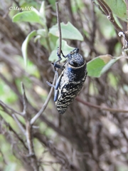 Lampetis dilaticollis